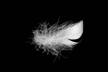 Siyah arkaplanda beyaz ördek tüyleri var.