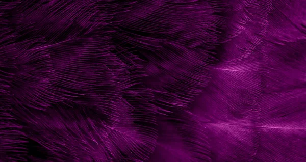 Macro Foto Plumas Gallina Violeta Fondo Textura — Foto de Stock