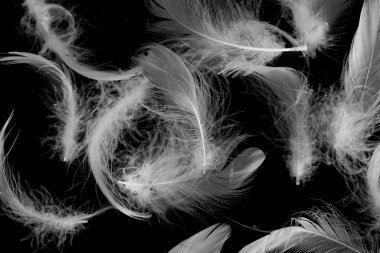 Siyah yalıtılmış arka planda beyaz ördek tüyleri