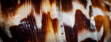 Beyaz ve kahverengi deniz salyangozu kabuğu. arkaplan