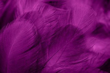 Menekşe tavuk tüylerinin makro fotoğrafı. arkaplan veya doku