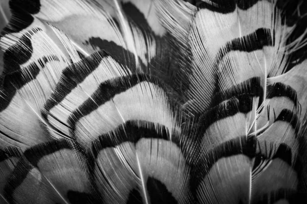 Кольорові Фазанські Пір Видимою Текстурою Фон — стокове фото