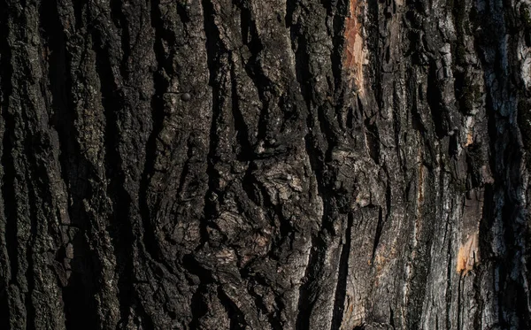 栗の樹皮に目に見える詳細 背景やテクスチュラ — ストック写真