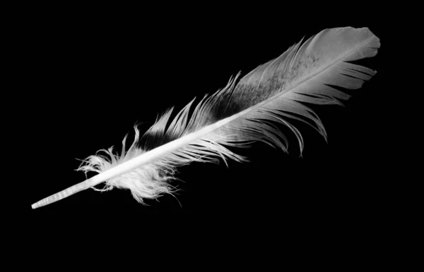 Gray Feather Black Isolated Background — Stock Photo, Image