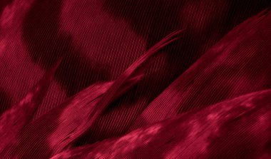 Kızıl Şahin tüyleri görünür detaylarla. arkaplan veya doku