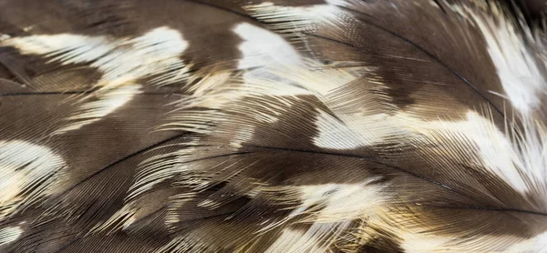 鹰毛与可见的细节 背景或纹理 — 图库照片
