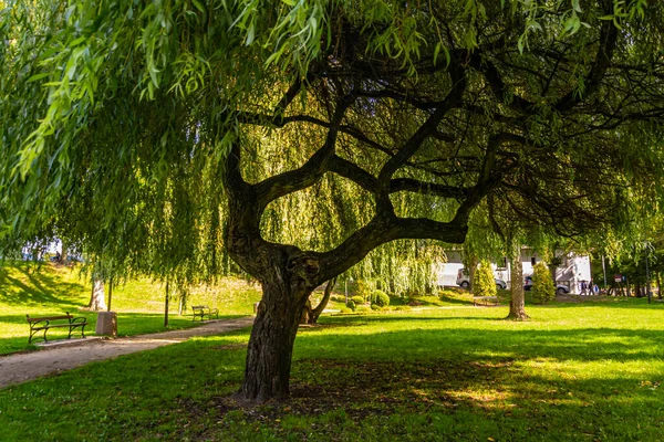 Зеленое Дерево Парке Солнечный День — стоковое фото