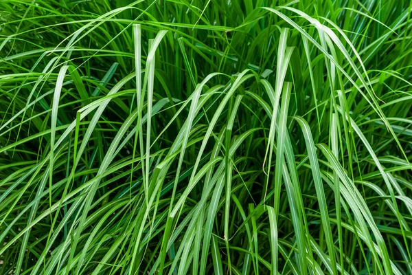 Grünes Gras Mit Sichtbaren Details Hintergrund Oder Textur — Stockfoto