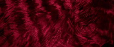 Kızıl Şahin tüyleri görünür detaylarla. arkaplan veya doku