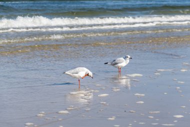 Denizin mavi sularında beyaz martı