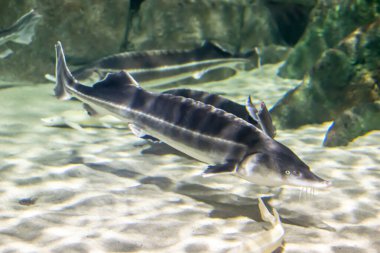 Ascenser oxyrinchus, sarı kumdan oluşan bir arka plana karşı.