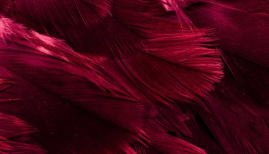 Kızıl Şahin tüyleri görünür detaylarla. arkaplan veya doku