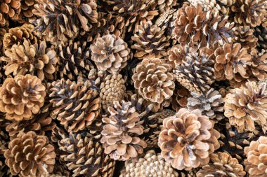 Kahverengi siyah kozalaklar ve görünür detaylar. arkaplan veya doku