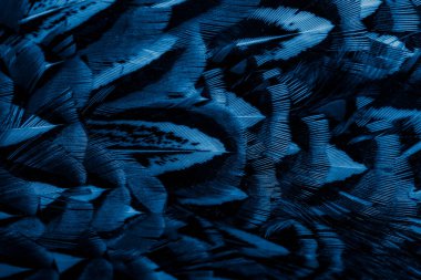 Görünür bir dokusu olan mavi sülün tüyleri. arkaplan