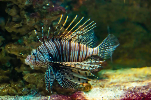 Pterois Volitans Фоне Кораллового Рифа — стоковое фото