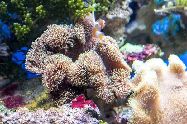 Heteractis Magnifica Тлі Хорошого Коралового Рифу — стокове фото