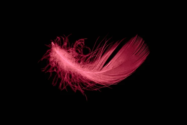 Κόκκινο Φτερό Πουλιού Μαύρο Απομονωμένο Φόντο — Φωτογραφία Αρχείου