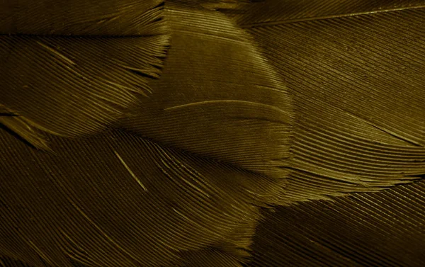 Zlaté Jestřábí Peří Viditelnými Detaily Pozadí Nebo Textura — Stock fotografie