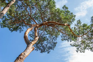Beyaz bulutlu mavi gökyüzüne karşı çam ağaçları