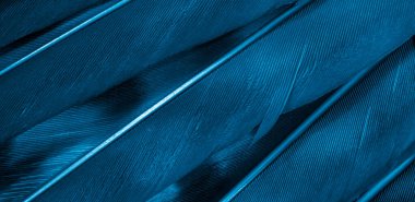 Mavi şahin tüyleri görünür detaylarla. arkaplan veya doku