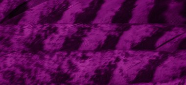 görünür detay ile mor atmaca tüyleri. arkaplan veya doku