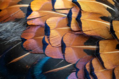 Görünür bir dokusu olan renkli sülün tüyleri. arkaplan