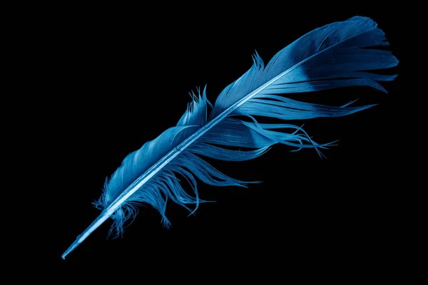 Siyah Izole Edilmiş Arka Planda Mavi Güvercin Tüyü — Stok fotoğraf