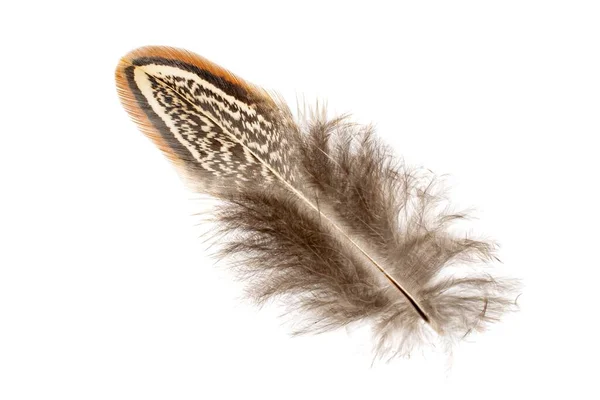 Pheasant Feather White Isolated Background — Stock Photo, Image