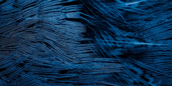 Plumas Faisán Azul Con Una Textura Visible Antecedentes — Foto de Stock