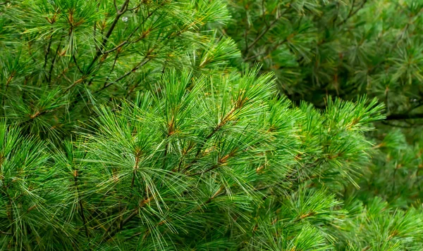Zielone Gałęzie Sosny Widocznymi Szczegółami Tło — Zdjęcie stockowe