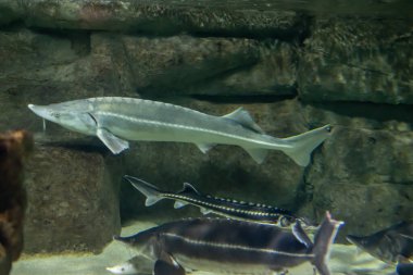 Ascenser oxyrinchus, sarı kumdan oluşan bir arka plana karşı.