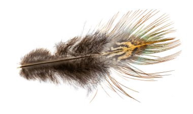 Beyaz izole arkaplanda sülün tüyü