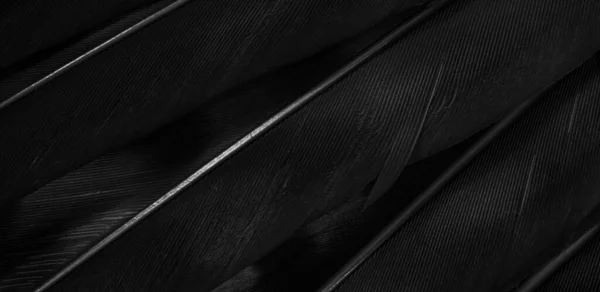 Bulu Elang Hitam Dengan Detail Yang Terlihat Latar Belakang Atau — Stok Foto