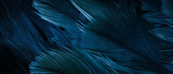 Niebieskie Pióra Jastrzębia Widocznymi Szczegółami Tło Lub Tekstura — Zdjęcie stockowe