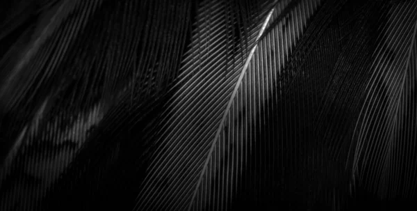 ขนนกฟาเซนต มองเห นได นหล — ภาพถ่ายสต็อก