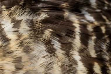 Şahin tüyleri görünür detaylarla. arkaplan veya doku