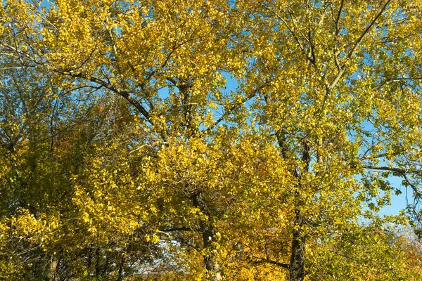 Folhas Outono Amarelo Contra Céu Azul — Fotografia de Stock