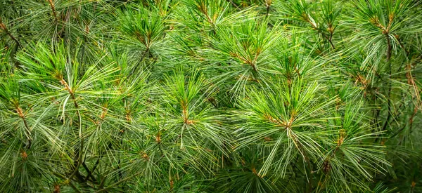 Зеленые Сосновые Ветви Видимыми Деталями Фон — стоковое фото