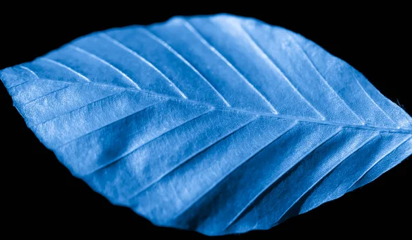 Blue Leaf Visible Details Black Background — Stock Photo, Image