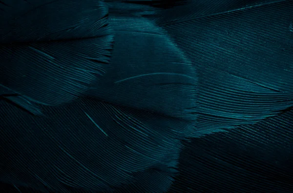 Plumas Halcón Azul Con Detalle Visible Fondo Textura —  Fotos de Stock