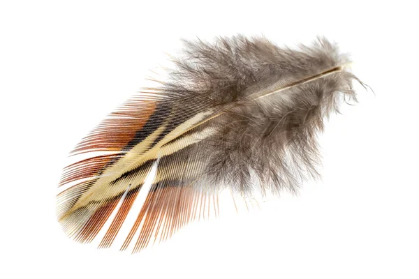 Pheasant Feather White Isolated Background — Stock Photo, Image