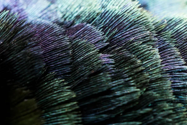 Colored Pheasant Feathers Visible Texture Background — Stock Photo, Image