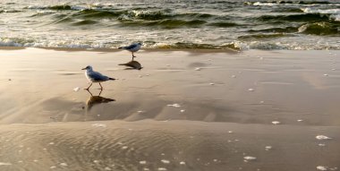 Denizin mavi sularında beyaz martı