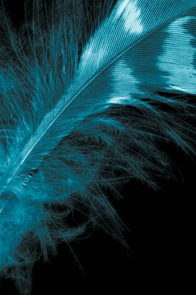 黑色孤立背景下的蓝鸟羽毛 — 图库照片