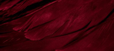 Kızıl Şahin tüyleri görünür detaylarla. arkaplan veya doku