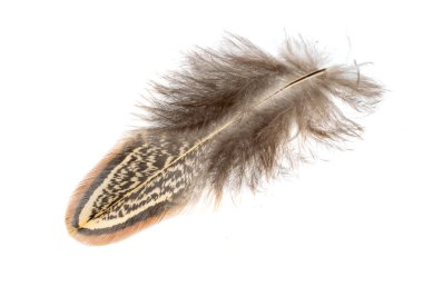 Beyaz izole arkaplanda sülün tüyü