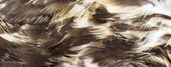 鹰毛与可见的细节 背景或纹理 — 图库照片