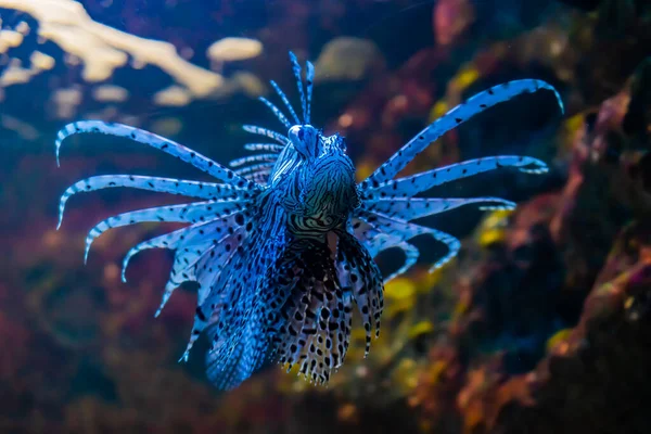 Pterois Volitans Фоне Кораллового Рифа — стоковое фото