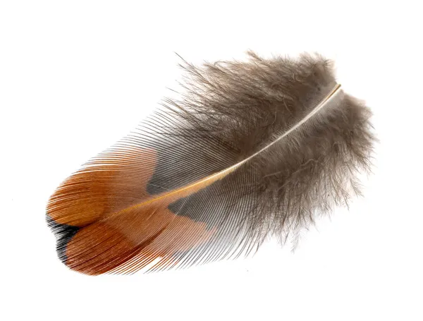 Pheasant Feather White Isolated Background — Stock Photo, Image