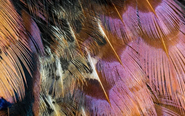 Χρωματιστά Φασιανά Φτερά Ορατή Υφή Φόντο — Φωτογραφία Αρχείου